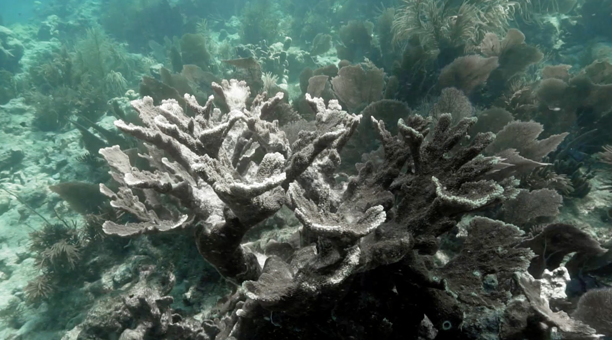 dood koraal
