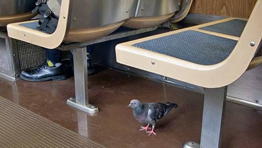duif in bus