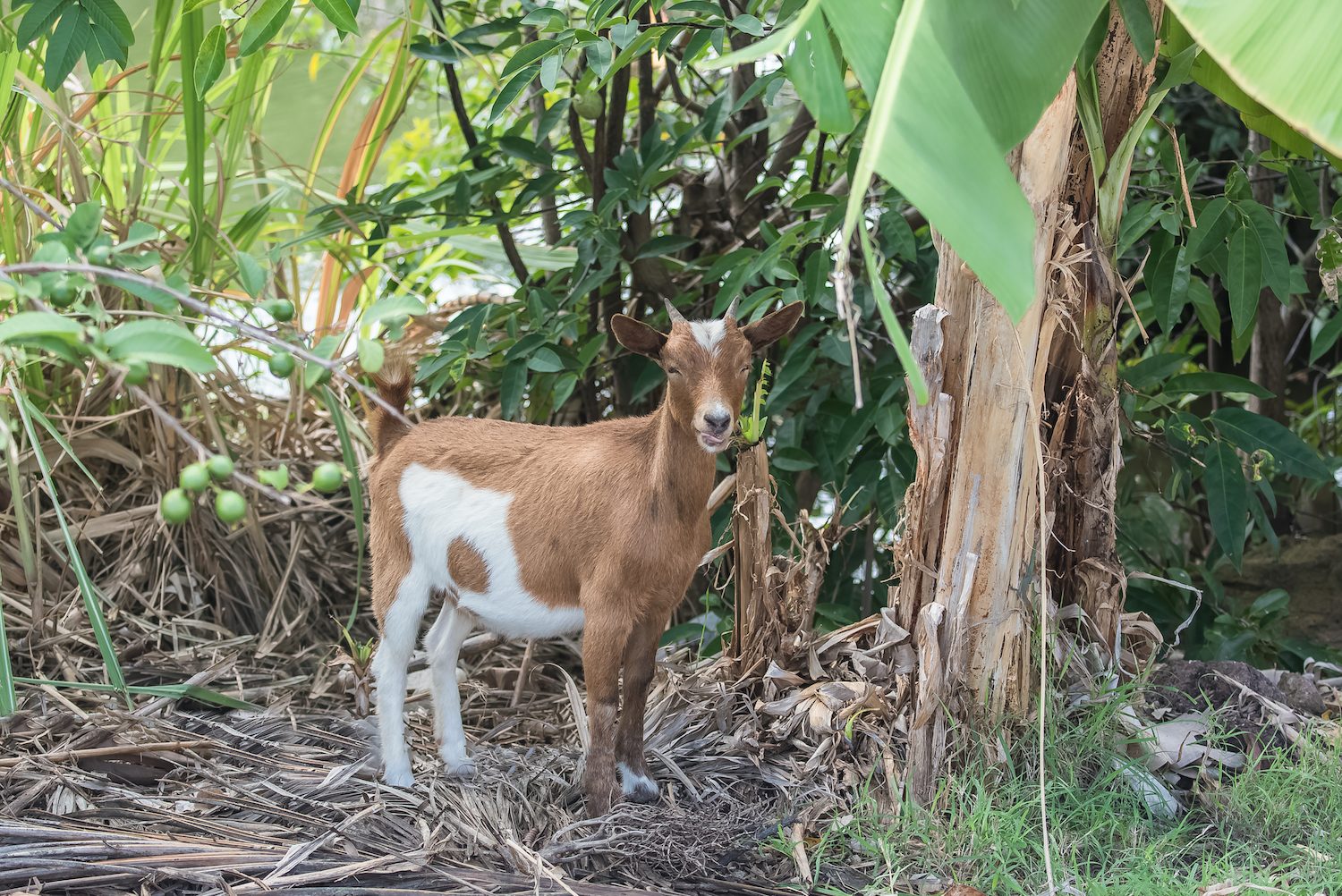 Goat Guadeloupe