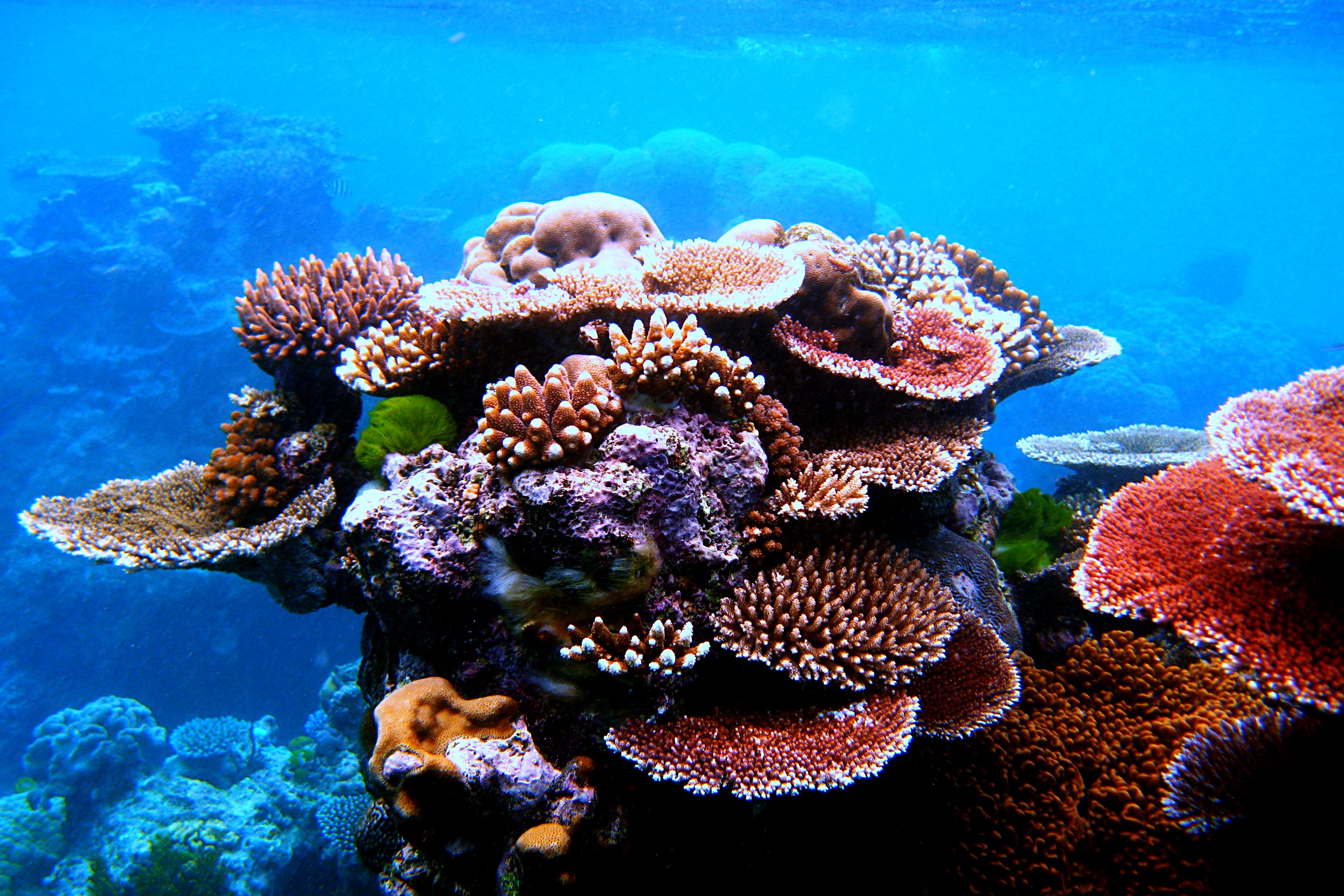 cancun-koraal