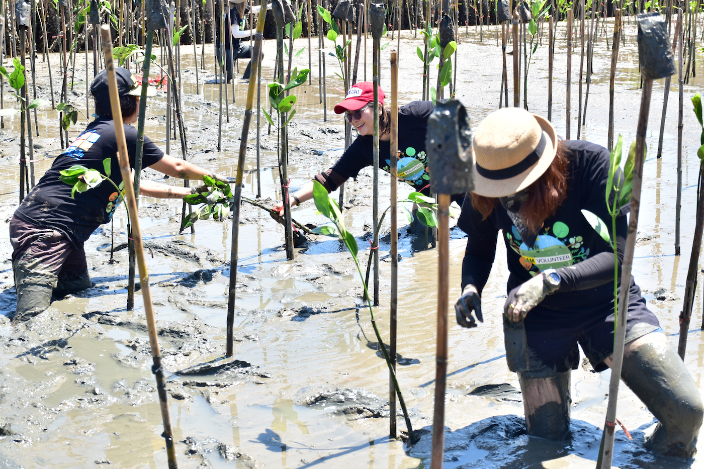 Vrijwilligers planten mangrovebossen