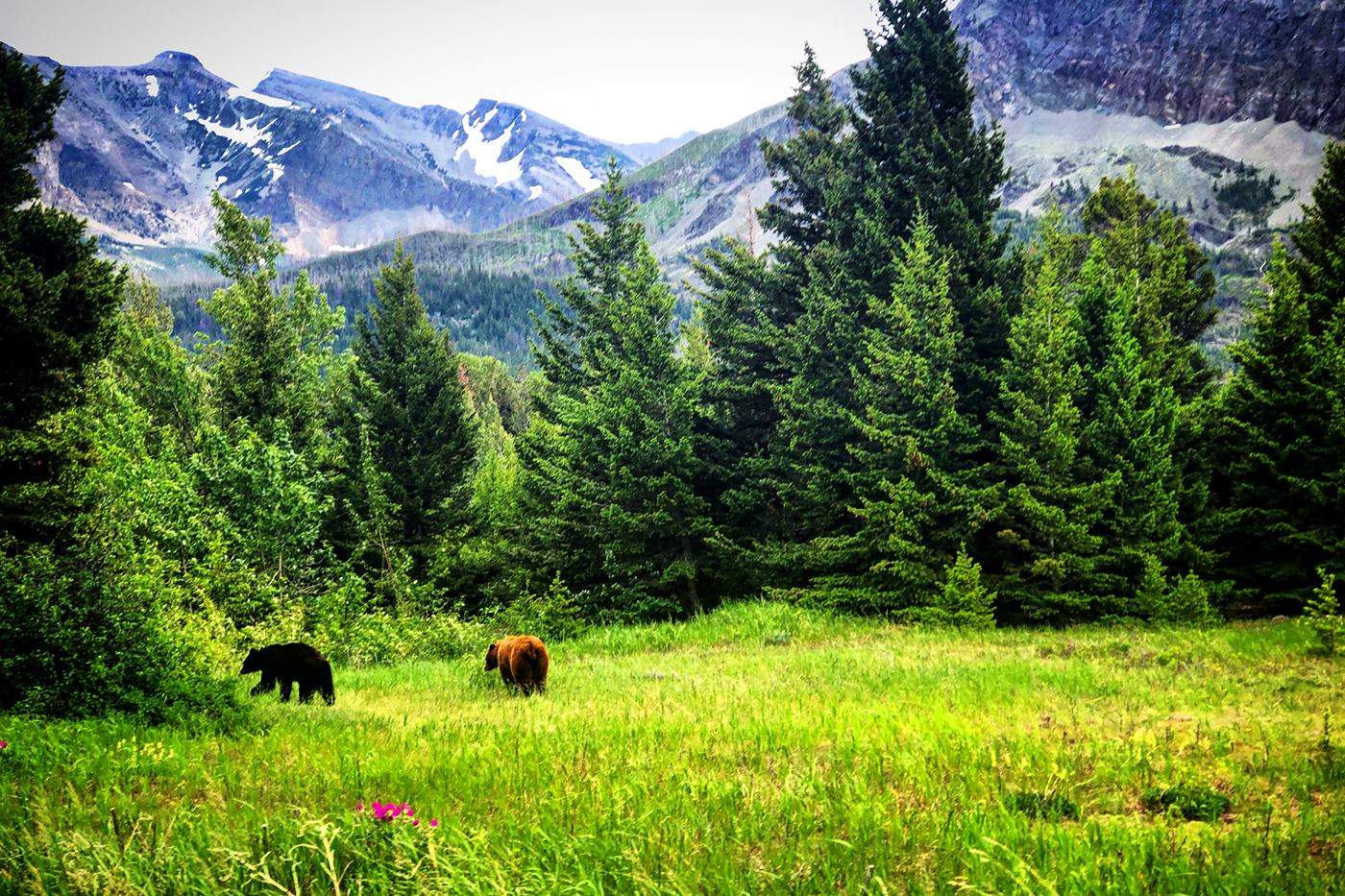 3OR Grizzly's in Glacier National Park Montana