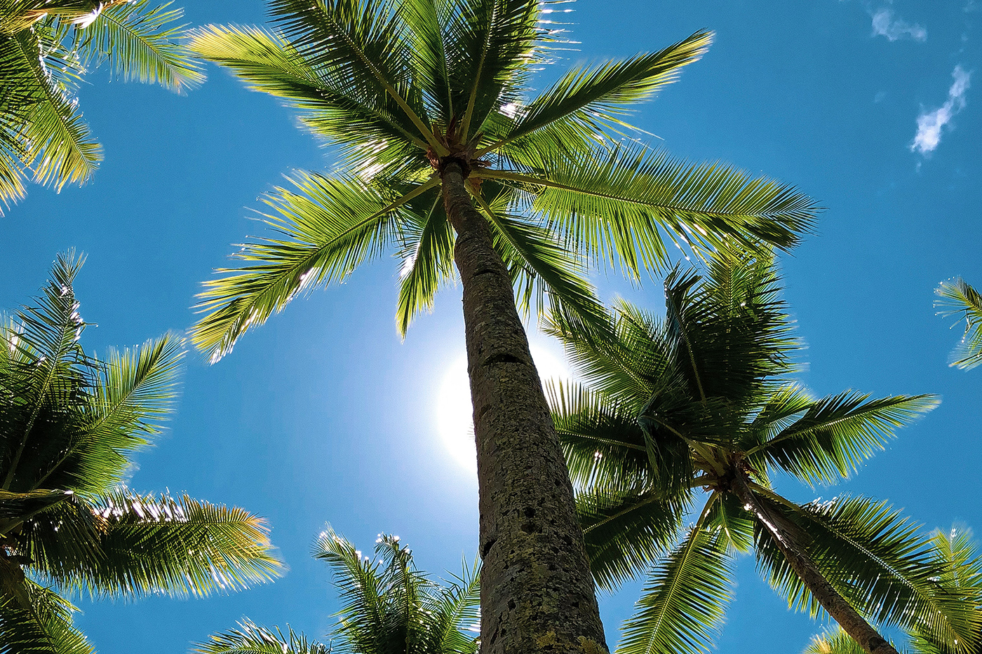 Palmbomen Micronesië