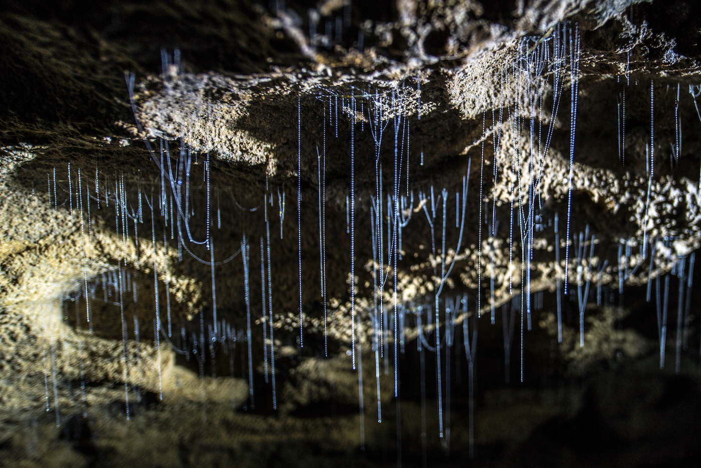 3OR: Waitomo Caves