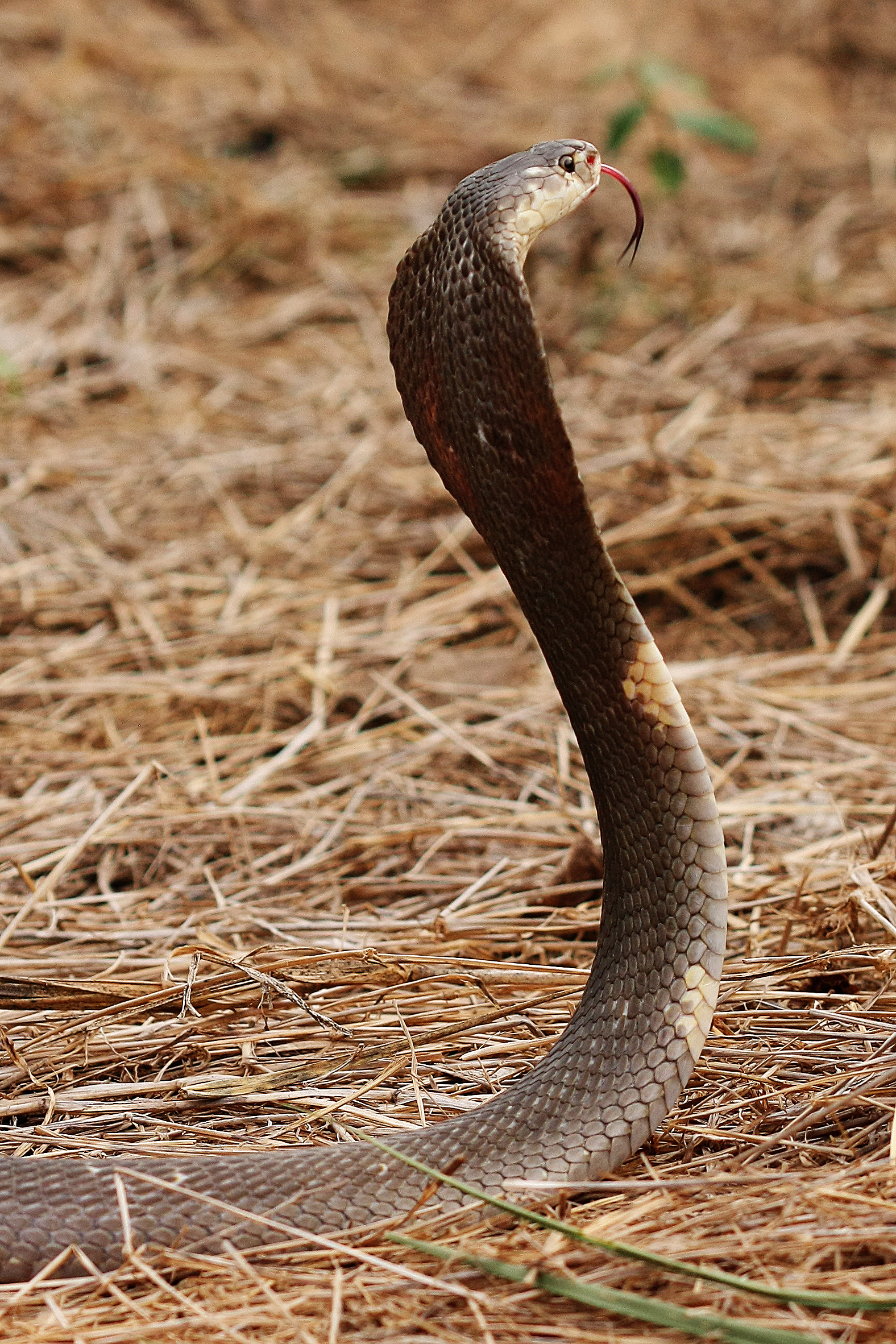 Spugende cobra 
