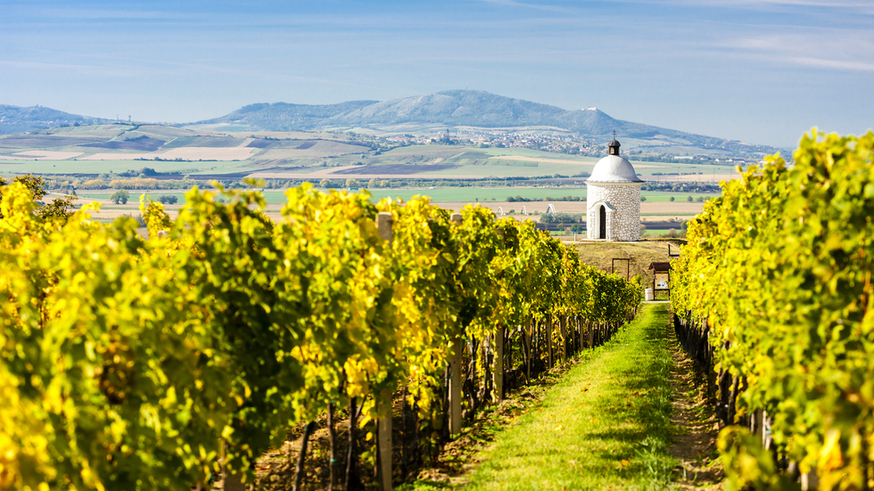 Wijnen in hét bierland van Europa? Ontdek het Toscane van Tsjechië