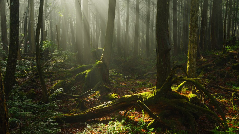 Suicide Forest: hoe werd een eeuwenoud bos de onheilsplek van Japan?