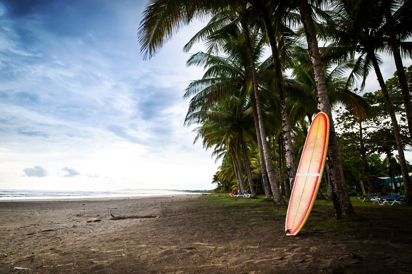 Surfboard palmbomen