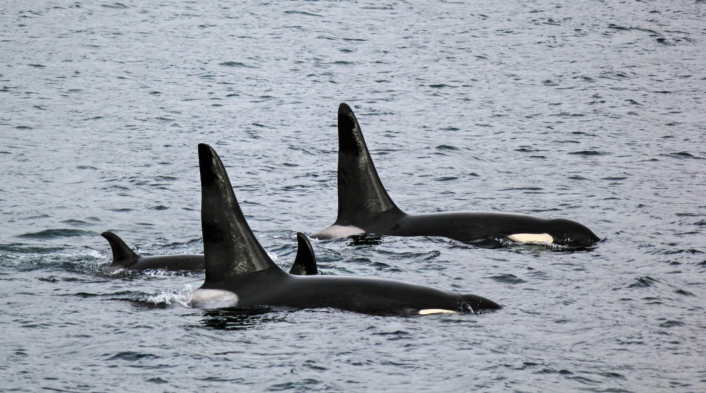 Drie orka's zwemmen in de zee en komen boven water