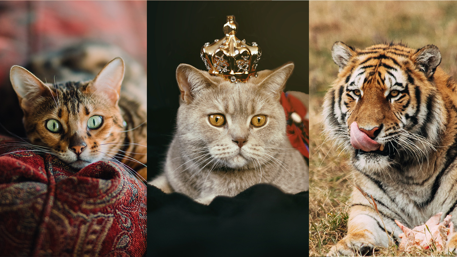 Ben jij een tijger, luxepoes of huiskat in bed? Doe de test! foto